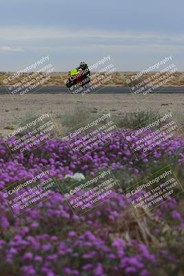 media/Jan-14-2023-SoCal Trackdays (Sat) [[497694156f]]/Turn 14 Exit Bloomig (145pm)/